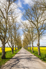 Fototapeta na wymiar Sweden, Gotland Island, Romakloster, country road with yellow springtime flowers