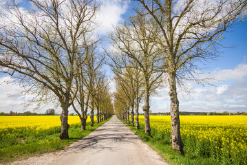 Sweden, Gotland Island, Romakloster, country road with yellow springtime flowers