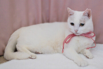 Fototapeta na wymiar 白猫
