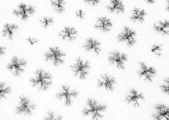 Top view of trees in snow