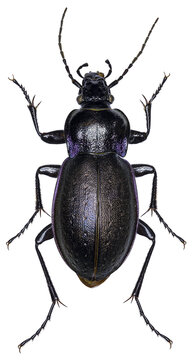 Carabus nemoralis beetle specimen