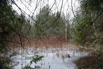 a semi frozen pond in the forest
