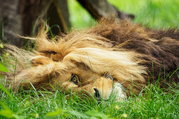 An adult lion lies in the green grass.