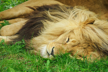 An adult lion lies in the green grass.