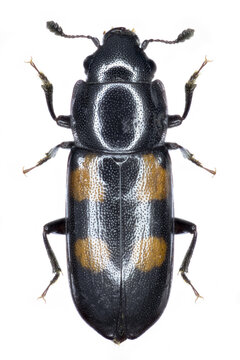 Glischrochilus quadripunctatus sap beetle specimen