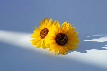 Gardinen Two sunflowers in the sunny ambience. Light blue background with shadow. © Vesna