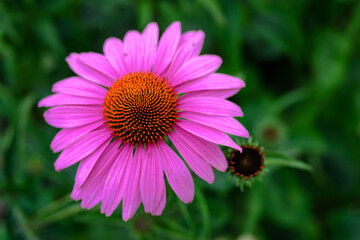 Obraz premium Colorful ornamental daisy flower in the garden.