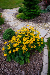 Colorful ornamental daisy flower in the garden.