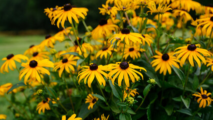 Colorful ornamental daisy flower in the garden.