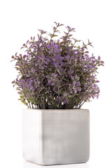 Small decorative plant