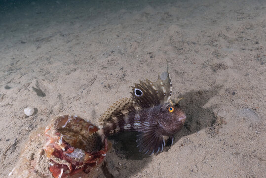  bavosa occhiuta, Blennius ocellaris, sulla sabbia