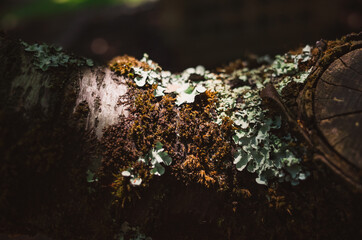 Tree covered with lichen