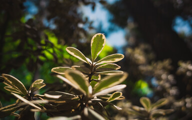 Obraz premium Green foliage