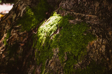 moss on tree