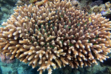 Fototapeta na wymiar Hard coral reefs