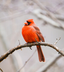 Perched Northern Cardinal