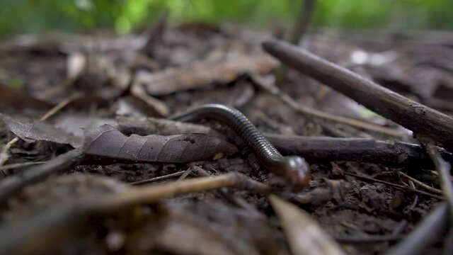 Archispirostreptus gigas, known as the giant African millipede or shongololo, is the largest extant species of millipede.