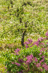 Southern Sweden, Kivik, Sweden's apple capital, apple orchard in springtime