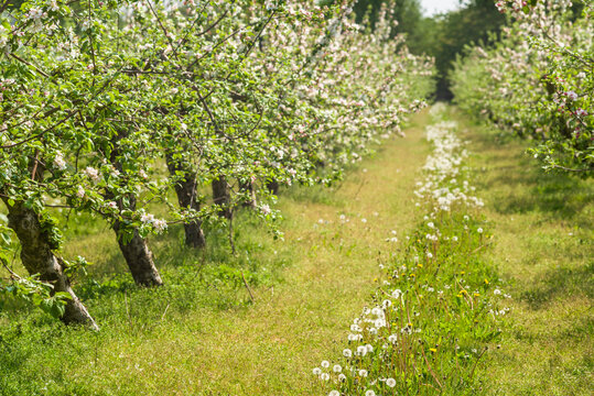 Southern Sweden, Kivik, Sweden's apple capital, apple orchard in springtime