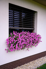 Purple flowers of the plant in a box on the window.