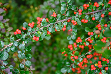 Decorative red berries on a twig of bushes.
