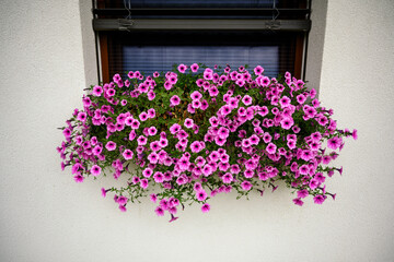 Purple flowers of the plant in a box on the window. - Powered by Adobe