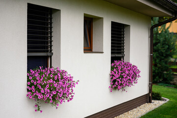 Fototapeta na wymiar Purple flowers of the plant in a box on the window.