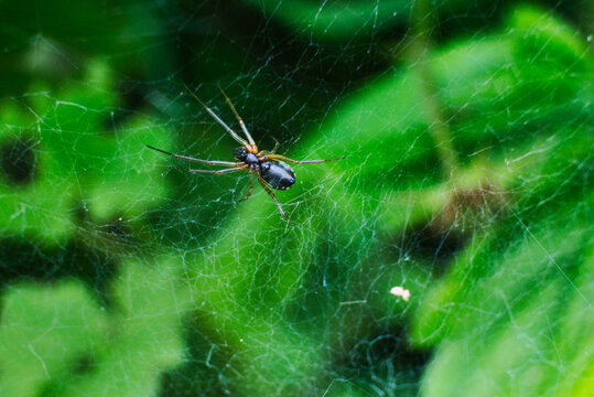 Closeup shot of a spider belonging to the family Linyphiidae on the net against a green background