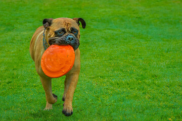 2021-12-16 A MATURE BULLMASTIFF RUNNING ACROSS A LUSH GREEN LAWN WITH A ORANGE TOY IN HER MOUTH AND NICE BRGHT EYES