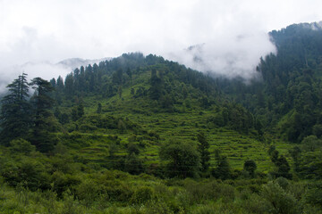 Obraz premium Beautiful greenery and cedar trees in himachal pradesh, India. himalayan range