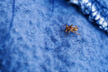 Stag beetle on a blue cloth.