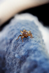Stag beetle on a blue cloth.
