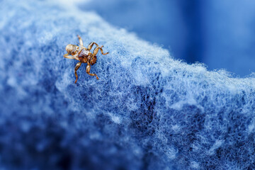 Stag beetle on a blue cloth.
