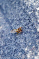 Stag beetle on a blue cloth.