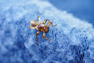 Stag beetle on a blue cloth.