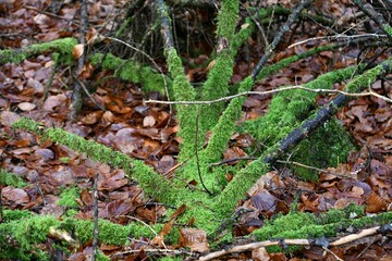 Moosbewachsener grüner Ast und braunes Blätterlaub auf Waldboden