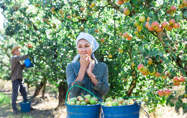 Positive asian woman farmer tasting organic freshly harvested pear at summer garden