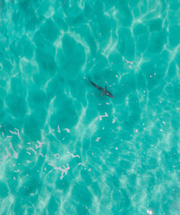 Aerial view of a shark swimming through stunning blue tropical water.