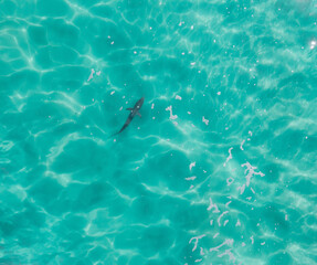 Aerial view of a shark swimming through stunning blue tropical water.