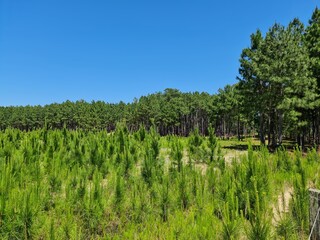 Fototapeta na wymiar mato novo de pinus, vegetação, agronegócio