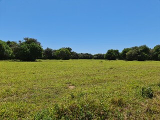 campo, pasto, fazenda, agronegócio, pecuária