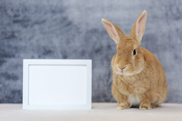 Rufus Rabbit poses next to white picture frame mockup with gray plush background copy space on left 