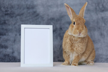 Rufus Rabbit poses next to white picture frame mockup with gray plush background copy space on left 