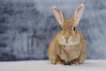 Fototapeta premium Rufus Rabbit on white with gray plush background copy space on left 