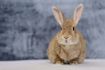 Rufus Rabbit on white with gray plush background copy space on left 