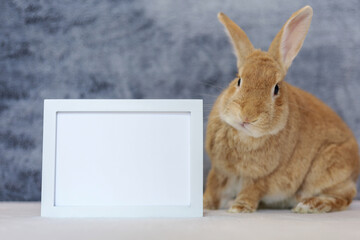 Rufus Rabbit poses next to white picture frame mockup with gray plush background copy space on left 