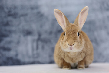 Rufus Rabbit on white with gray plush background copy space on left 