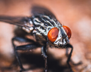 Closeup shot of Sarcophaga Carnaria striped fly against a blurred background