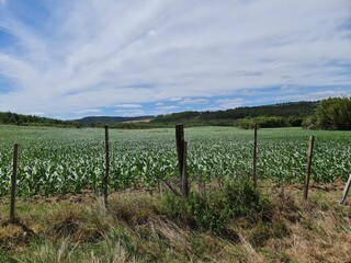 plantio de milho, agronegócio, soja