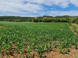 Fototapeta na wymiar plantio de milho, agronegócio, soja